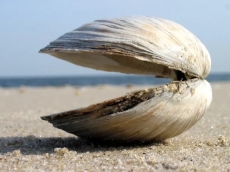 Foldable iPhone flop