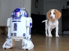 Dogs could be robot's best friend too